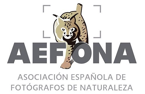 Concurso Aefona