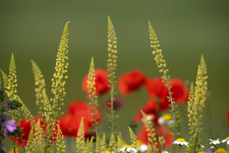 Ganadora: Aquí no me ven Oscar Díez Martínez